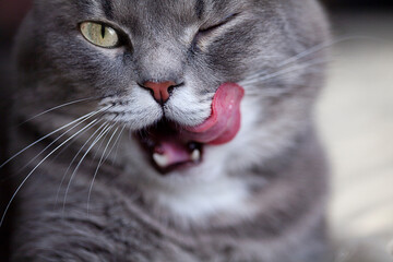 cute gray cat winks and licks its tongue close-up