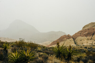Rocky desert landscape, Red Rock Canyon National Recreation Area, Las Vegas, Nevada, USA © IBRESTER