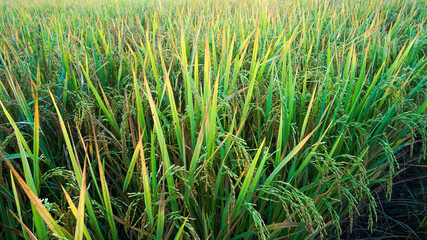 Close up rice plant.