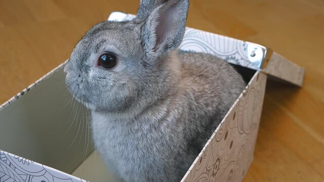 Gray rabbit sits in box and moves its nose. Hare in gift boxes close-up, beloved pet