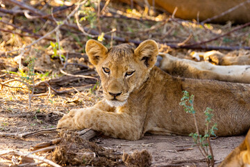Little lion cub lies on the ground and looks at the camera