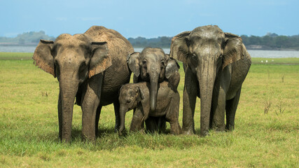 Cute Asian Elephant Family © chinthaka