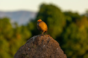 Francolin Swenson stands at the top of a termite mound at sunset