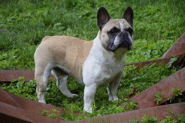 Bulldogge R&uuml;de, Franz&ouml;sische Bulldogge, Bully, 