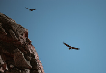Condors Flying