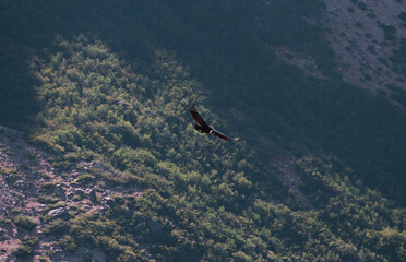 Condor in the mountains