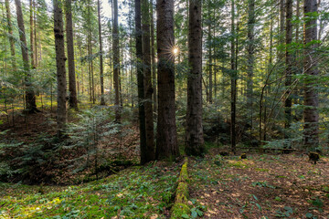Beautiful Sunlit silver fir Forest. Natural mountain coniferous fir (European silver fir) forest of the Carpathians.