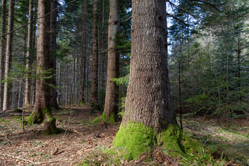 Fototapeta premium Beautiful Sunlit silver fir Forest. Natural mountain coniferous fir (European silver fir) forest of the Carpathians.