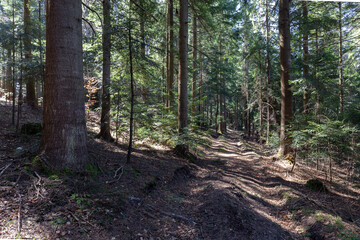 Beautiful Sunlit silver fir Forest. Natural mountain coniferous fir (European silver fir) forest of the Carpathians.