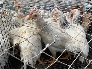 White chickens under the net.