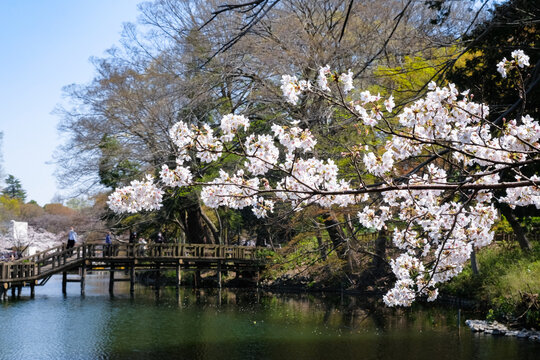 東京都 春の井の頭恩賜公園 井の頭池と桜