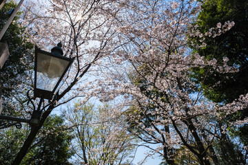 東京都 春の井の頭恩賜公園