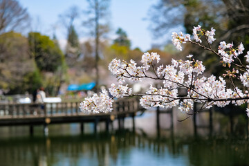 Fototapeta na wymiar 東京都 春の井の頭恩賜公園 井の頭池と桜