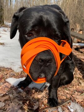 The dog is tied with a leash. Mounted on a large black dog. Concept: dog walking