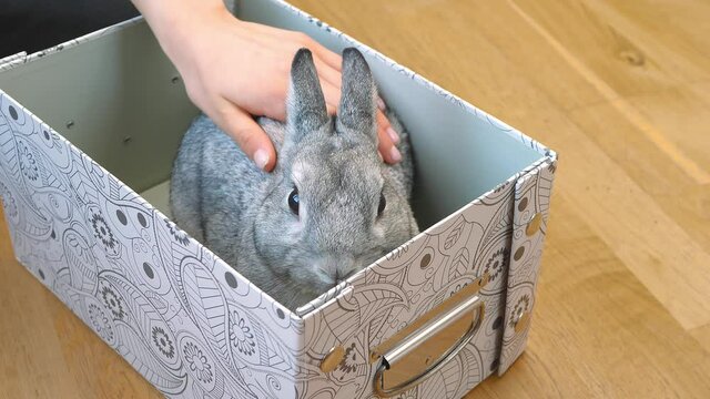 Grey rabbit hare sitting in box. Girl hand stroking a rabbit on soft fur. Concept of favorite pets, taking care of wild animals