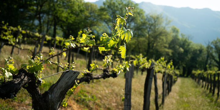 Banner size image of a vineyard in early spring with young leaves and blossoms on vines