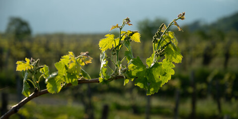 Banner size image of a vineyard in early spring with young leaves and blossoms on vines