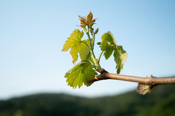 Banner size image of a vineyard in early spring with young leaves and blossoms on vines - 427469124