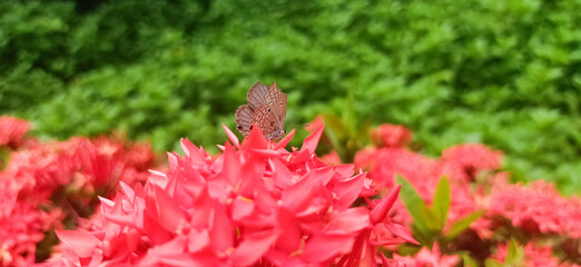Beautiful red needle flowers and little butterflies in the garden.