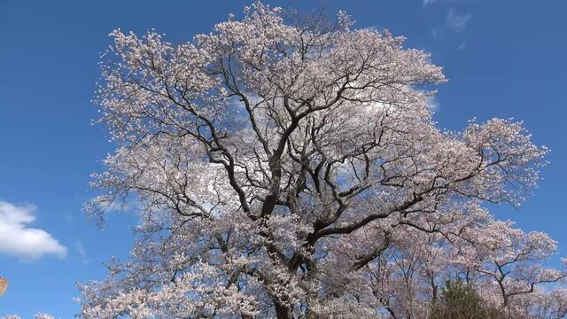 弘法桜（福島県・三春町）