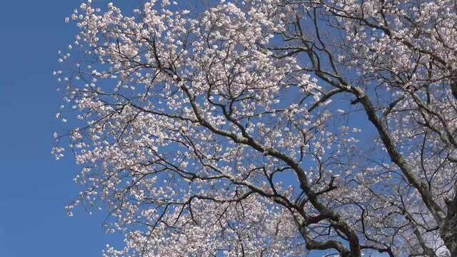 弘法桜（福島県・三春町）
