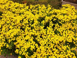 Obraz premium Beautiful yellow flowers