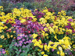 Beautifully harmonized flowers