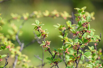 Young fruits of Nanking cherry fruits, on the branch