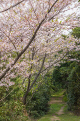 満開の桜並木の小道