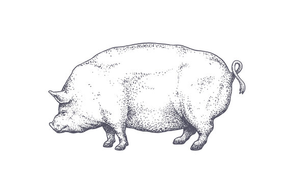 Pork, pig. Vintage retro print, silhouette pig