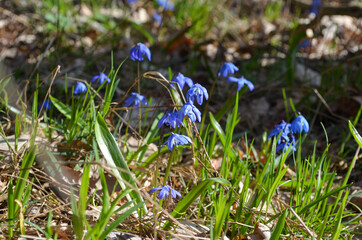 Blue snowdrops in the forest, wild flowers blooming in early spring. Bluebell flowers, maro picture, beatifull and bright spring flowers. 