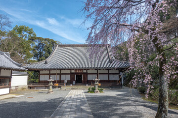 Fototapeta na wymiar 日本 京都 知恩院の春景色