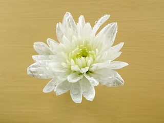  White chrysanthemum flower closeup in dew drops. 
