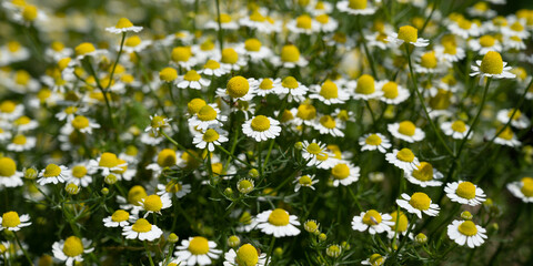 Banner size image of Cammomile field.