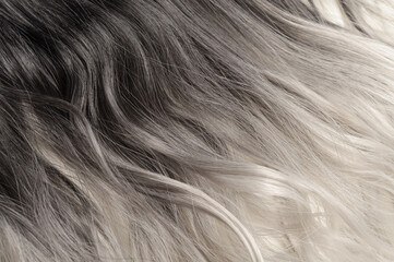 close up of single piece clip in wavy black to bleached blonde ombre style synthetic hair extensions