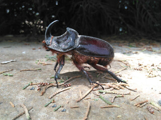 Rhinoceros beetle. Species Copris hispanus