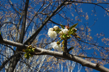 Close-up flowers adorning the streets