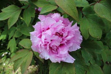 Pivoine rose dans le jardin