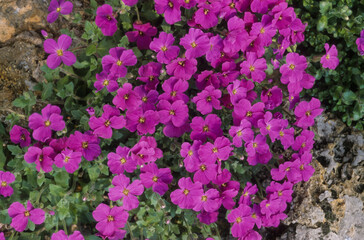 Obraz premium Aubriette, aubrieta deltoidea