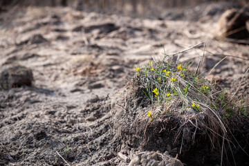 Delicate yellow flowers on bump. Destructive human activity. Flowers on construction site. landscape modification work. nature suffered