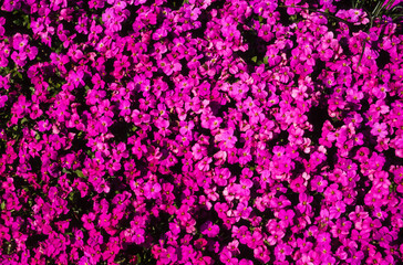 Aubriette, aubrieta deltoidea