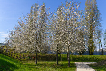 Cerisier, fleur, printemps, Prunus cerasus