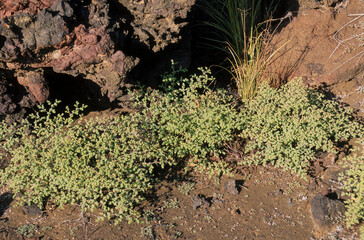 Chamysacea, lave de volcan, Archipel des Galapagos