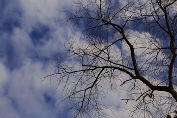 tree in the sky