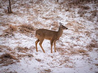 deer in a frost-covered grassy field