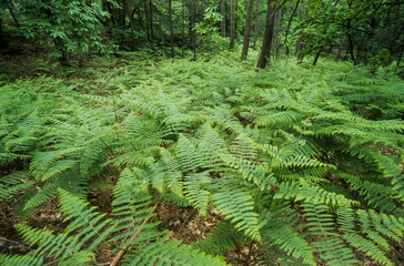 Fougère femelle, Athyrium filix femina