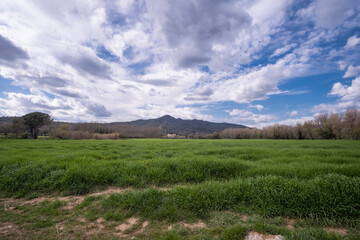 Fototapeta na wymiar Green meadow rural agriculture landscape on a blue cloudy sky