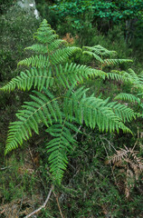 Fougère femelle, Athyrium filix femina