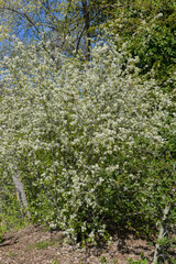 Merisier,  fleurs, printemps, Prunus avium