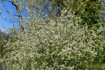 Merisier,  fleurs, printemps, Prunus avium